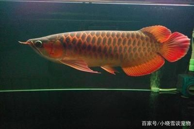 魚缸水發(fā)黃長青苔怎么辦視頻（魚缸水發(fā)黃長青苔怎么辦視頻講解）