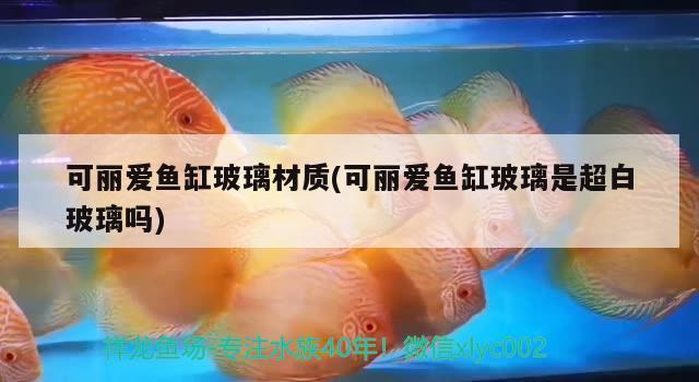 龍魚趴缸人一來就起來（龍魚趴缸人一來就起來游動(dòng)）