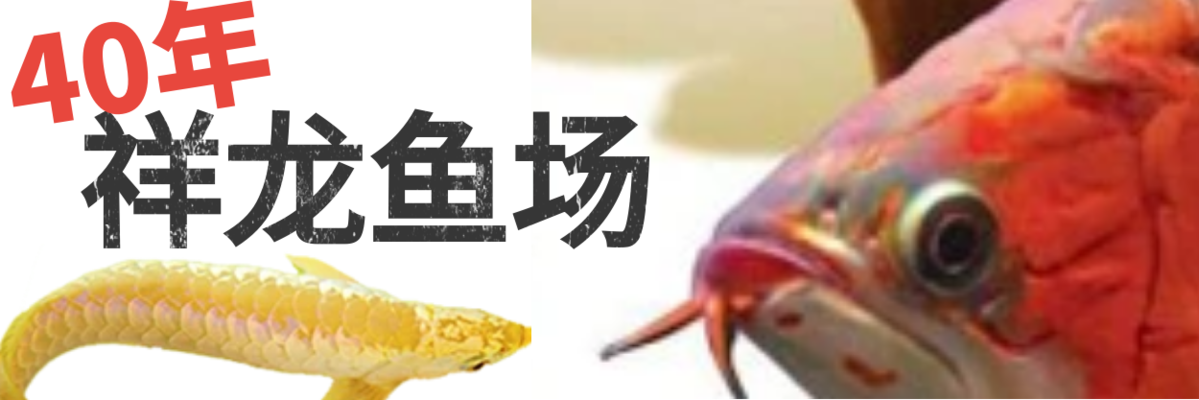 側(cè)濾魚缸改造升級圖片大全（側(cè)濾魚缸改造升級圖片大全視頻）