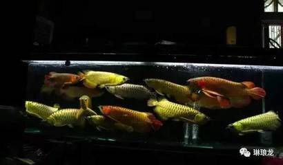 紅龍魚是什么樣的魚（紅龍魚是什么樣的魚圖片）