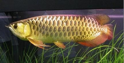 <strong><mark>arowana</mark></strong> in Slobozia: A One-Stop Destination for Exotic Fish Enthusiasts