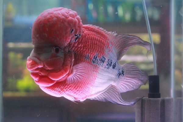 南京亞德遜水族館（南京亞德遜水族館怎么樣）