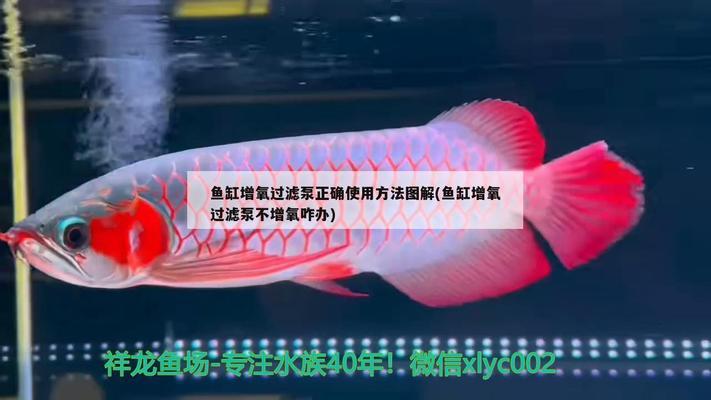 黃金招財貓寓意是什么 水族問答