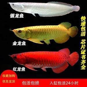 魚缸的金魚圖片(魚缸金魚的寓意和象征)