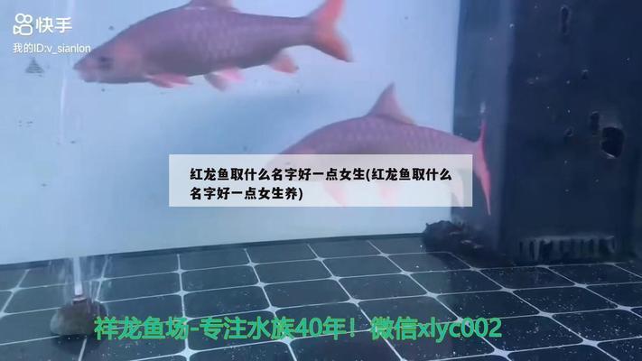 紅帝魚是什么品種的魚(紅帝魚是什么品種的魚圖片)