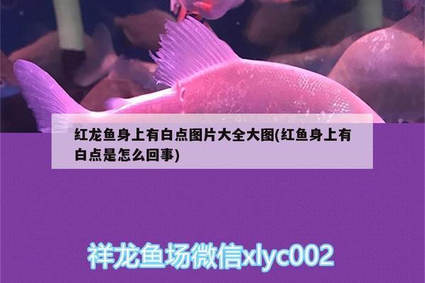 金魚缸過濾器制作視頻大全（金魚缸自制簡易過濾器）