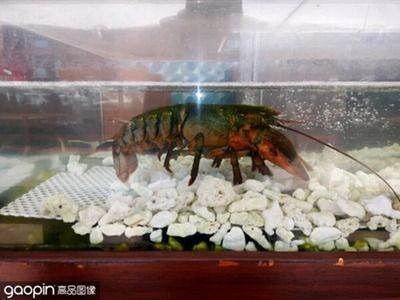 魚缸里的過濾石是管什么作用（魚缸里的過濾石是管什么作用的）