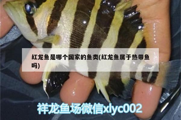 短身金龍魚視頻大全最新（短身金龍魚視頻大全最新） 觀賞魚市場（混養(yǎng)魚）