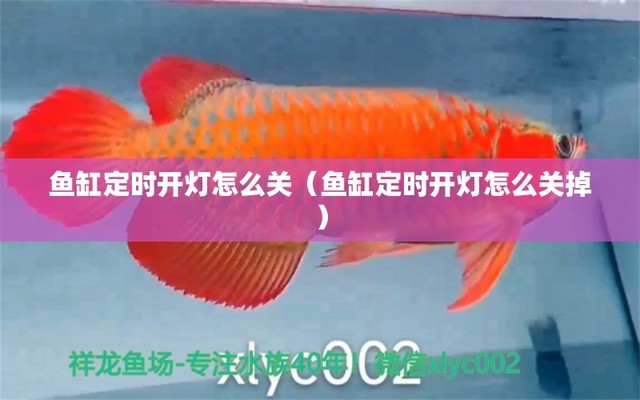 杭州龍魚批發(fā)市場（杭州龍魚批發(fā)市場在哪里）