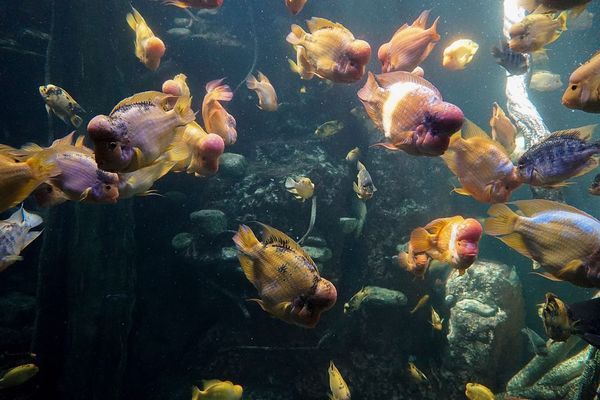 魚(yú)缸過(guò)濾虹吸排水的具體步驟魚(yú)缸過(guò)濾虹吸排水的具體步驟