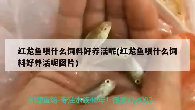 紅龍魚品種排行圖片及價格表（紅龍魚品種排行圖片及價格表大全）