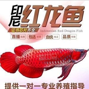 龍魚撞缸處理辦法圖解，龍魚撞缸子