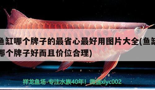 曼龍魚能和孔雀魚混養(yǎng) 水族問答 第2張