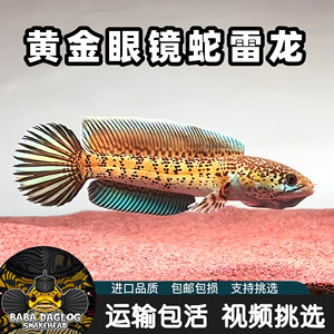 龍魚魚缸布置技巧（龍魚魚缸如何布置） 水族問答 第2張