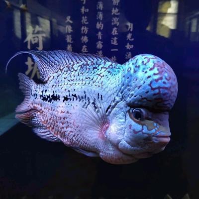 貴陽(yáng)魚缸定做廠家直銷店電話地址在哪里（貴陽(yáng)魚缸定做廠家直銷店電話地址在哪里?。? title=