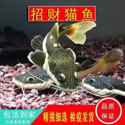 龍魚拒食三個月（龍魚拒食三個月會死嗎）