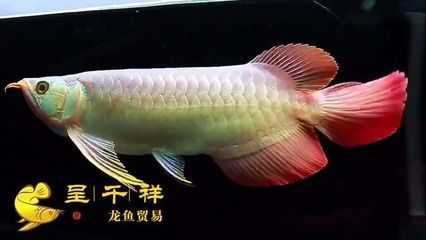 濟南魚缸批發(fā)市場在哪里進(jìn)貨便宜些呢（濟南魚缸批發(fā)市場在哪里進(jìn)貨便宜些呢多少錢）