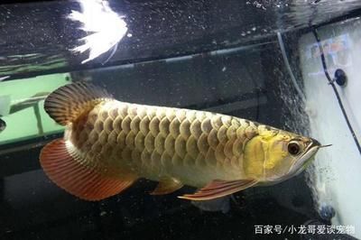 觀賞魚大魚咬小魚視頻（觀賞魚大魚咬小魚視頻大全） 七紋巨鯉魚