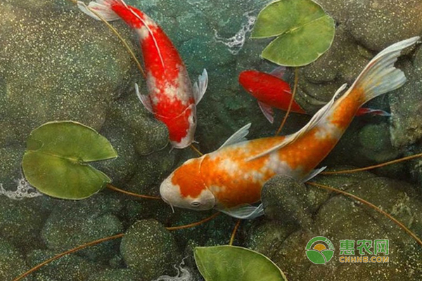 馬來紅龍魚圖片高清圖大全（馬來紅龍魚圖片高清圖大全集）