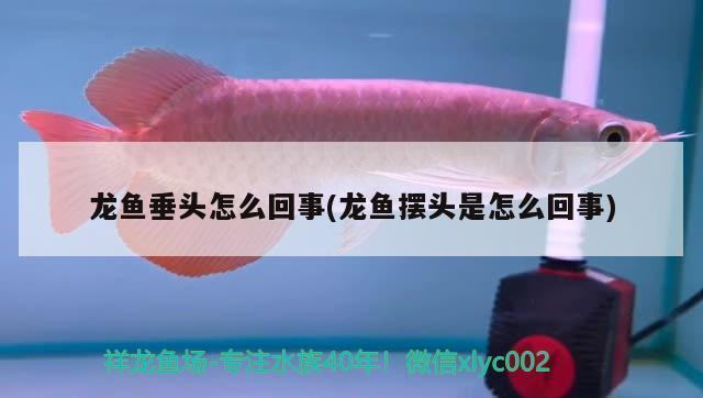 魚缸怎么換氣視頻講解圖（魚缸怎么換氣視頻講解圖片）