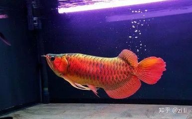 龍魚主要是以什么為食 水族問答 第1張