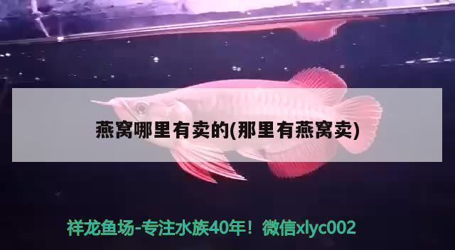 魚缸漏水怎么修復(fù)視頻教學(xué)（魚缸漏水怎么修復(fù)視頻教學(xué)大全）