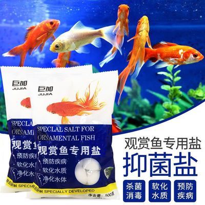 紅龍魚(yú)怎么調(diào)理狀態(tài)（紅龍魚(yú)怎么調(diào)理狀態(tài)好）