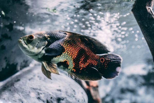 保定賣魚缸的地方在哪里呀（保定賣魚缸的地方在哪里呀 巴西亞魚苗