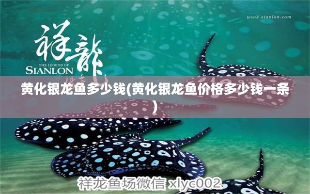 保定觀賞魚養(yǎng)殖場批發(fā)市場在哪（保定觀賞魚養(yǎng)殖場批發(fā)市場在哪個位置）