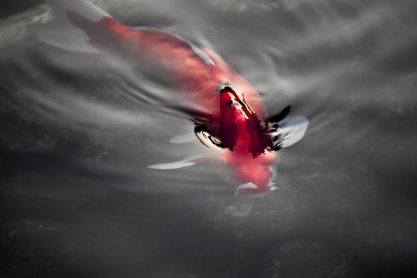 許昌花鳥魚蟲市場（許昌花鳥魚蟲市場在哪里）