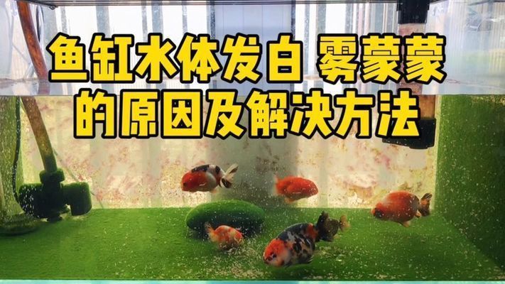 金魚藻魚缸造景效果圖