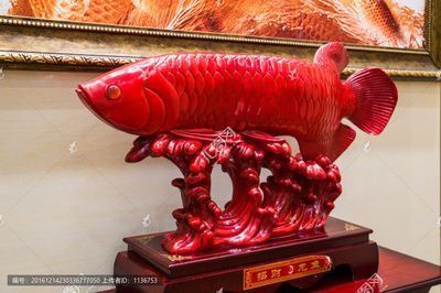 紅龍魚的價(jià)格多少錢一斤啊圖片大全（紅龍魚的價(jià)格多少錢一斤啊圖片大全大圖）