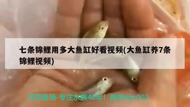 恐龍魚可以吃什么東西(恐龍魚吃魚食嗎)