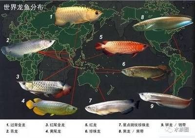 中小型雷龍魚種類大全（中小型雷龍魚種類大全圖片）