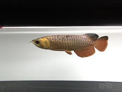 晉城哪里有賣(mài)魚(yú)缸的地方啊電話：晉城哪里有賣(mài)魚(yú)缸的地方啊電話號(hào)碼 觀賞魚(yú)市場(chǎng)（混養(yǎng)魚(yú)）