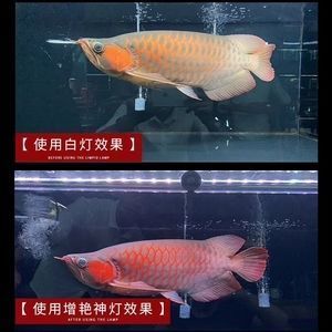 余姚二手魚缸市場(chǎng)地址及電話（余姚二手魚缸市場(chǎng)地址及電話號(hào)碼）