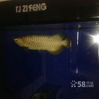 喀什龍魚盛宴在哪吃（喀什龍魚盛宴在哪吃的）