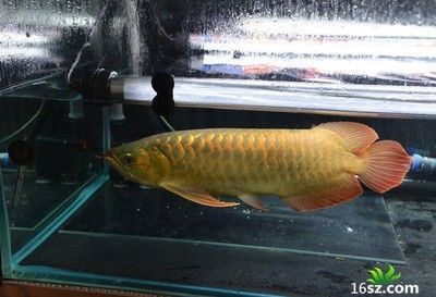 水族用具品牌（水族用具品牌排行榜） 其他品牌魚缸