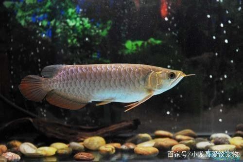 金龍魚燒尾癥狀圖片：金龍魚燒尾病因分析