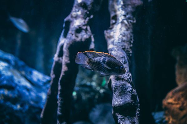 羅莊區(qū)旺源水族館（羅莊區(qū)旺源水族館電話）