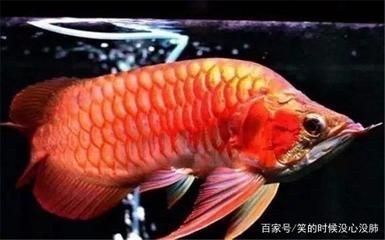 養(yǎng)龍魚養(yǎng)幾條最好：養(yǎng)龍魚的最佳數(shù)量是多少，