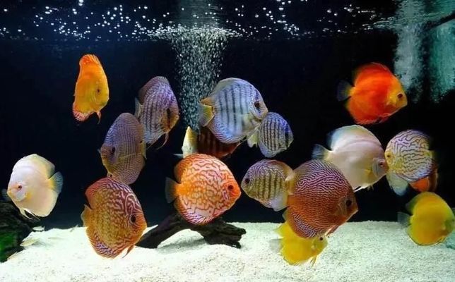 三亞水族批發(fā)市場在哪里?。ㄈ齺喫迮l(fā)市場在哪里啊多少錢）