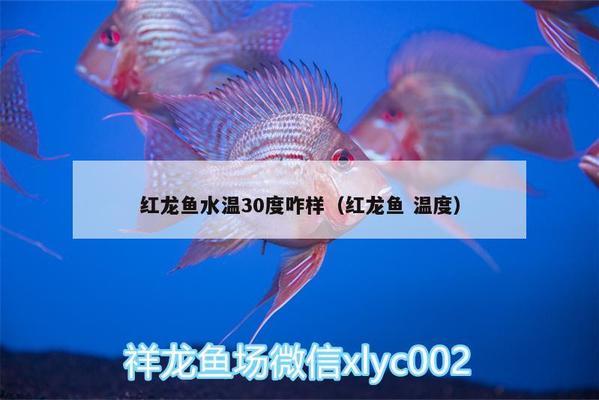 紅龍魚一年長多少（紅龍魚一年長多少厘米）