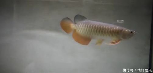 自制大魚(yú)缸教程視頻大全（自己做大魚(yú)缸全部過(guò)程視頻） 紅尾平克魚(yú)