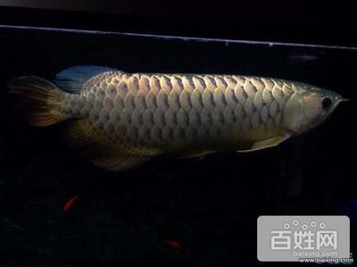 廈門市海滄區(qū)漁動樂水族館（廈門市海滄區(qū)漁動樂水族館地址）