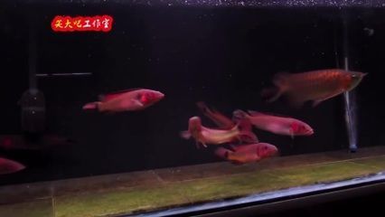 魚缸如何搬運視頻（魚缸如何搬運視頻教程） 元寶鳳凰魚百科