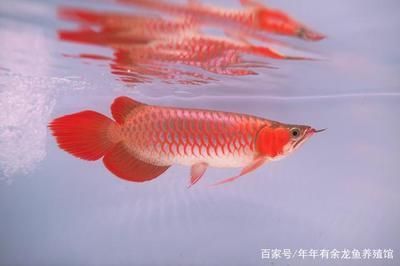 北京聚賢閣觀賞魚有限公司 水族周邊