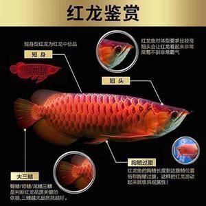 龍魚的種類與鑒別視頻教程（龍魚的種類與鑒別視頻教程全集） 龍魚疾病與治療