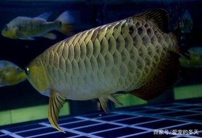 森森魚(yú)缸底濾結(jié)構(gòu)圖 水族問(wèn)答