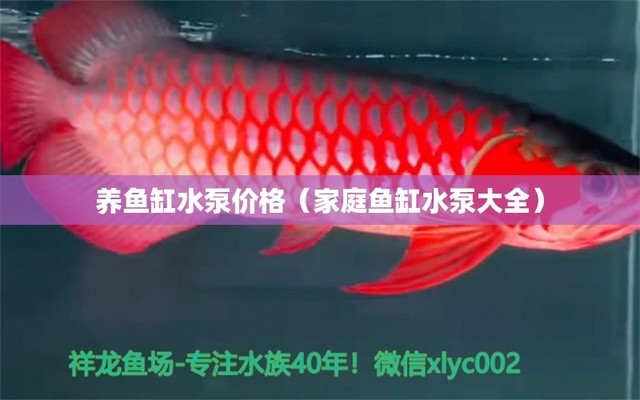 適合和銀龍魚混養(yǎng)的魚有哪些呢